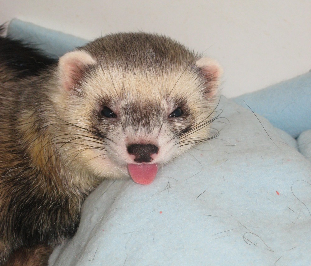 Frettchen Lyras beim Dösen Foto & Bild | tiere, haustiere, sonstige Bilder  auf fotocommunity