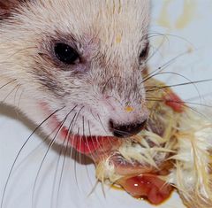 Frettchen Lyras frisst ein Eintagsküken