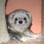 Frettchen Lyras Portrait