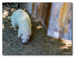 Frettchen - Tierpark Essehof