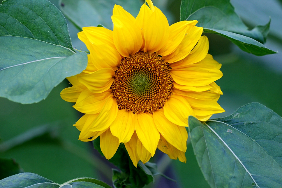 "Freu mich schon wieder auf die heurigen Sonnenblumen"!!!!!