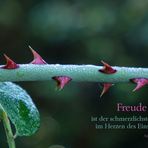 Freude 5