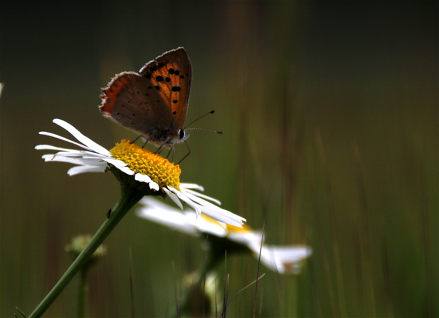 °*° Freude °*°