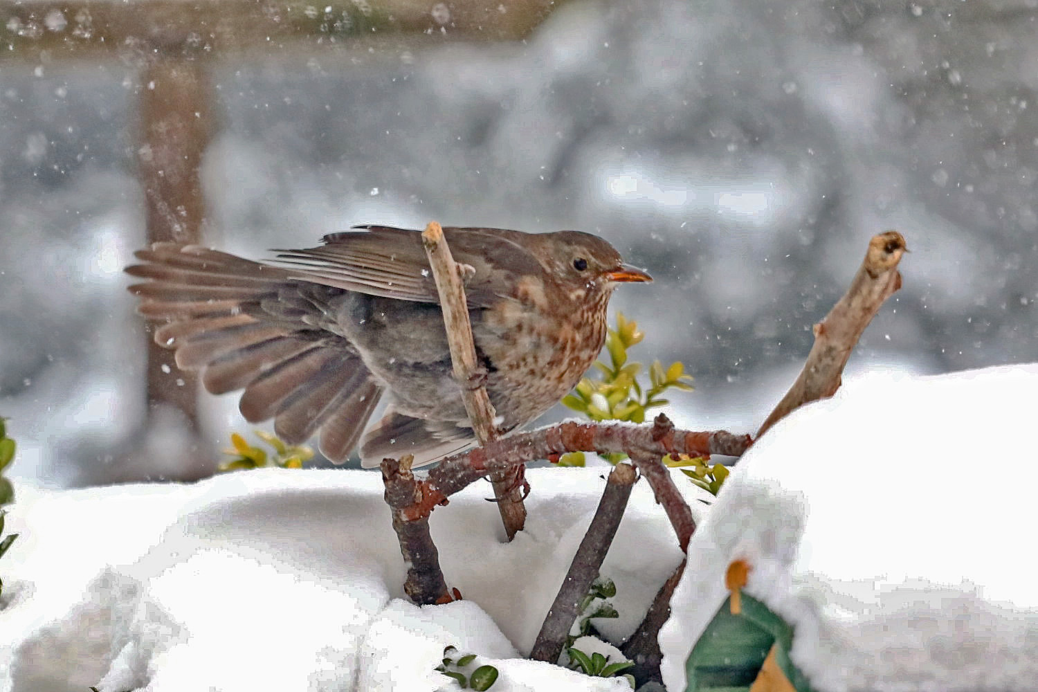 Freude am Schnee