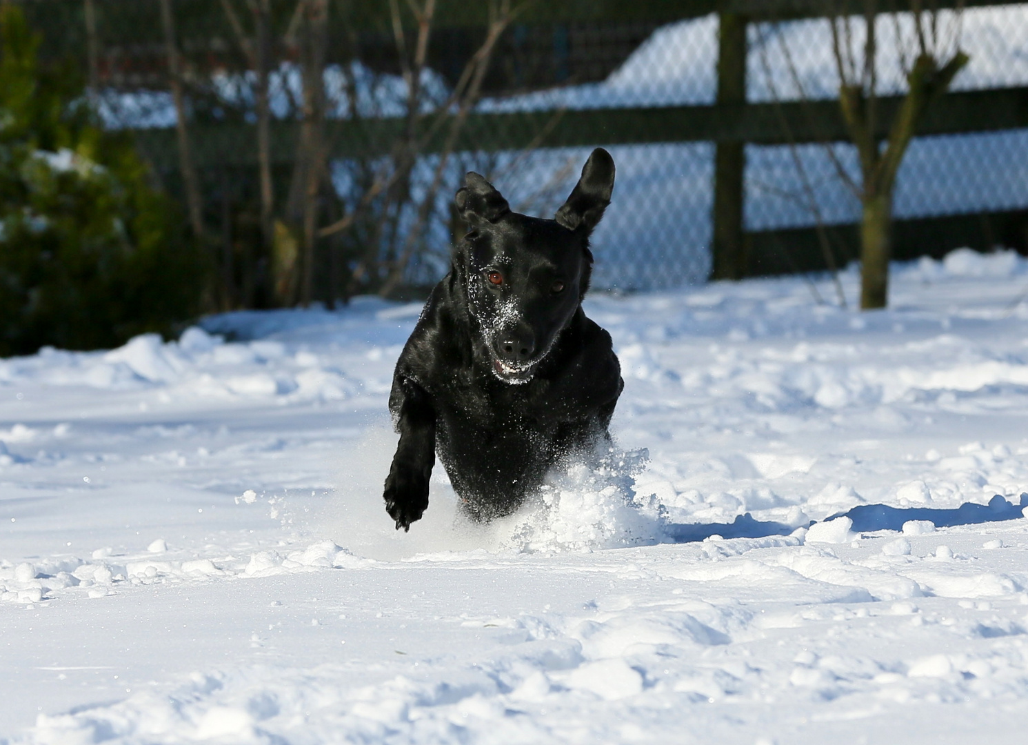 Freude am Schnee