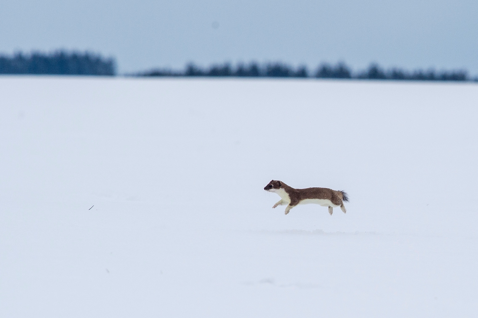 Freude am starken Winterfinish ..