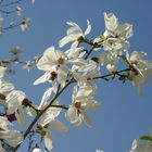 Freude an Magnolien