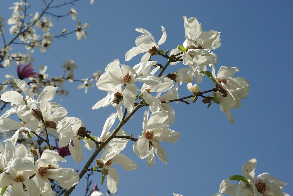 Freude an Magnolien