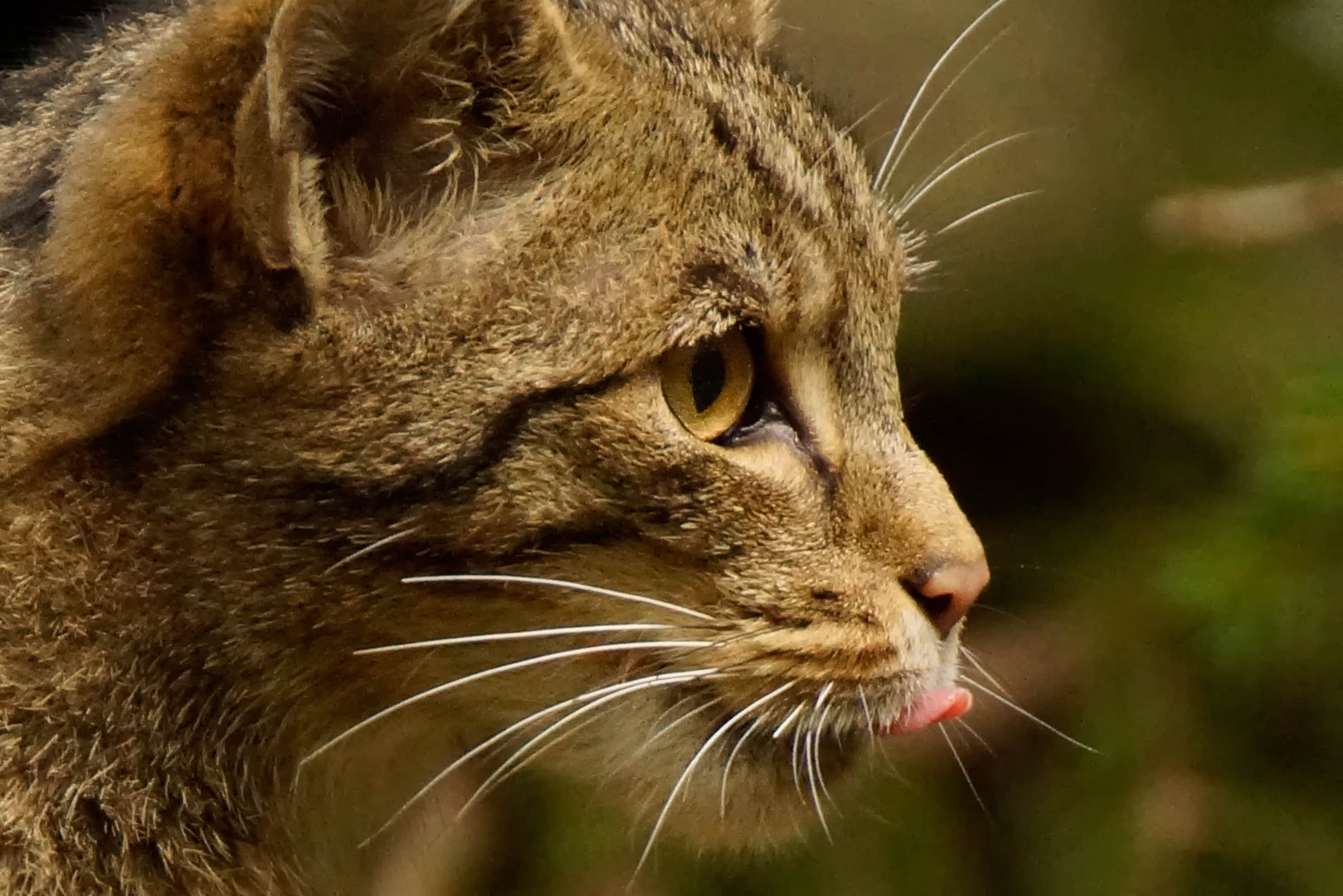 Freude auf's Fressen, Wildkatze