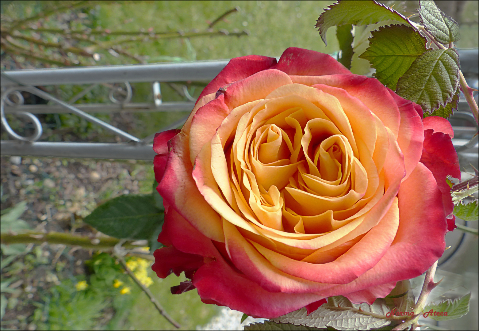 Freude aus  meinem Garten.  