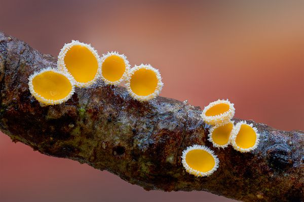 "Freude bereiten......."