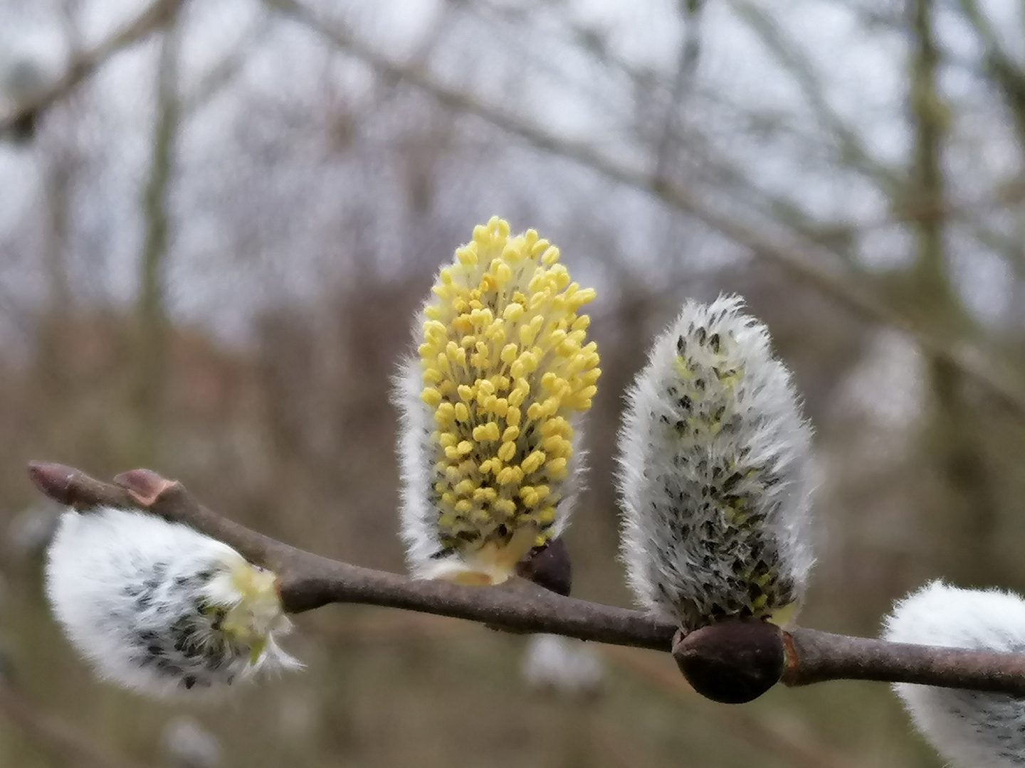 Freude für die Bienen 