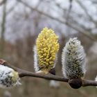 Freude für die Bienen 