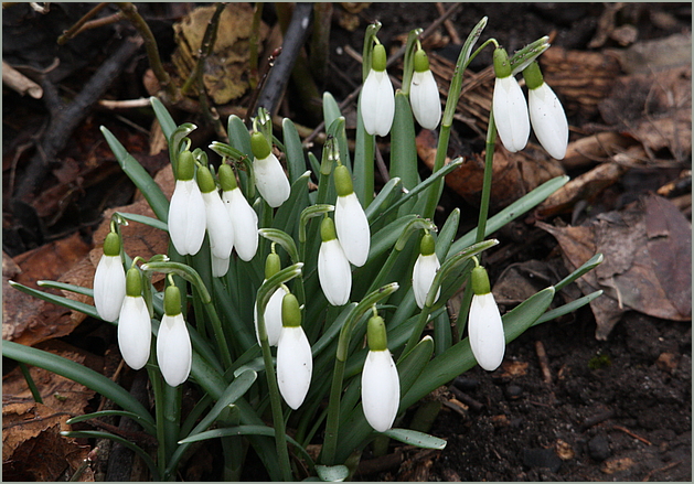 Freude herrscht, der Frühling naht !