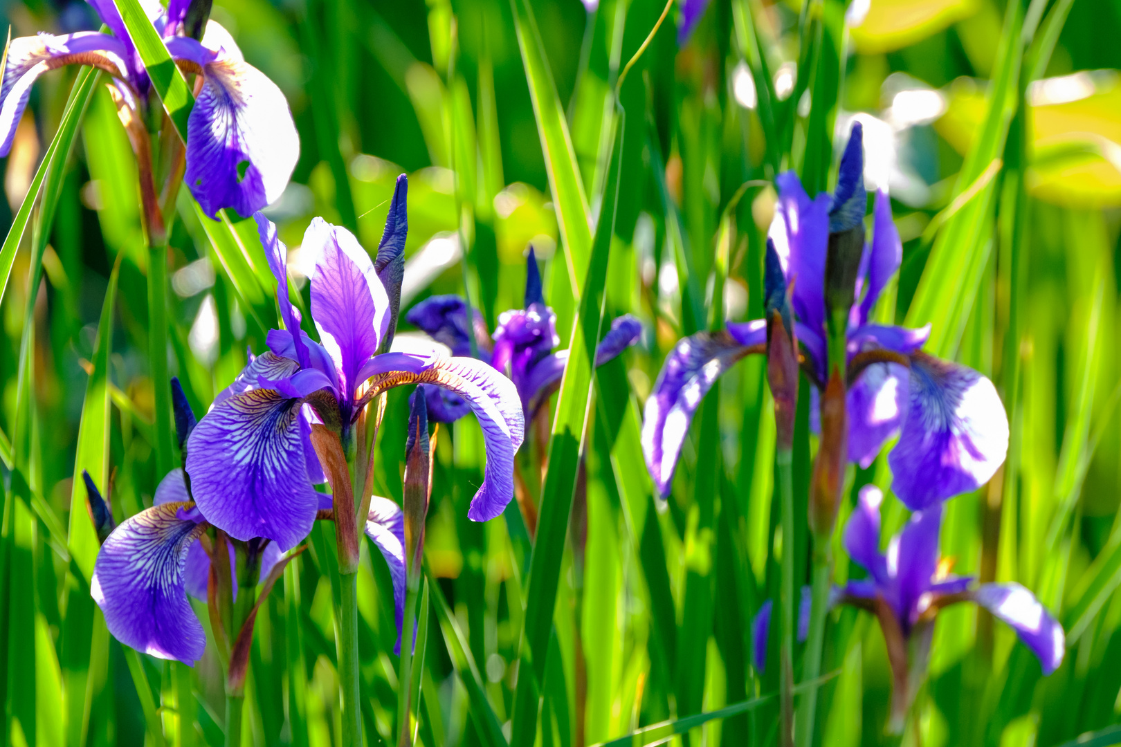 Freude im Garten