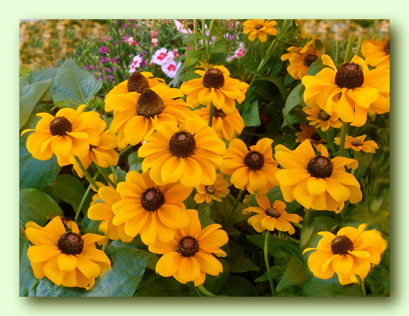 Freude im Garten .Rudbekia o Sonnenhut Foto & Bild photography