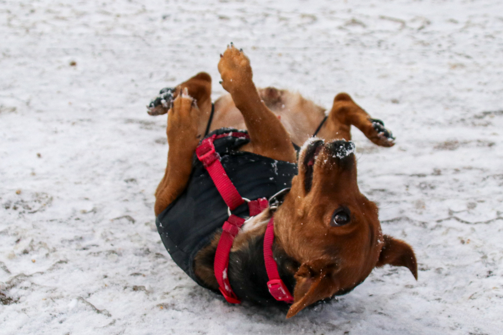 Freude im Schnee