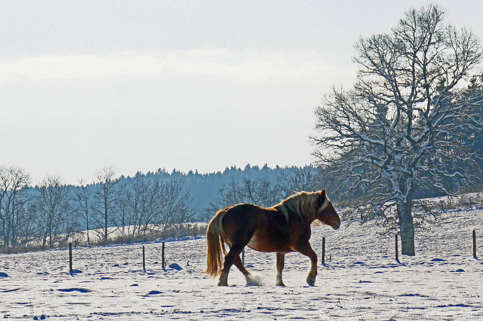 Freude im Schnee