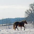 Freude im Schnee