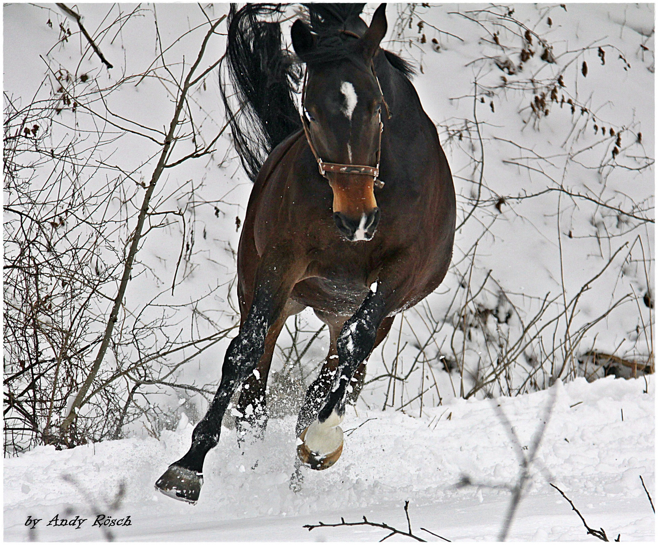 Freude im Schnee (Pferd)