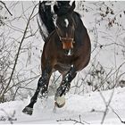 Freude im Schnee (Pferd)