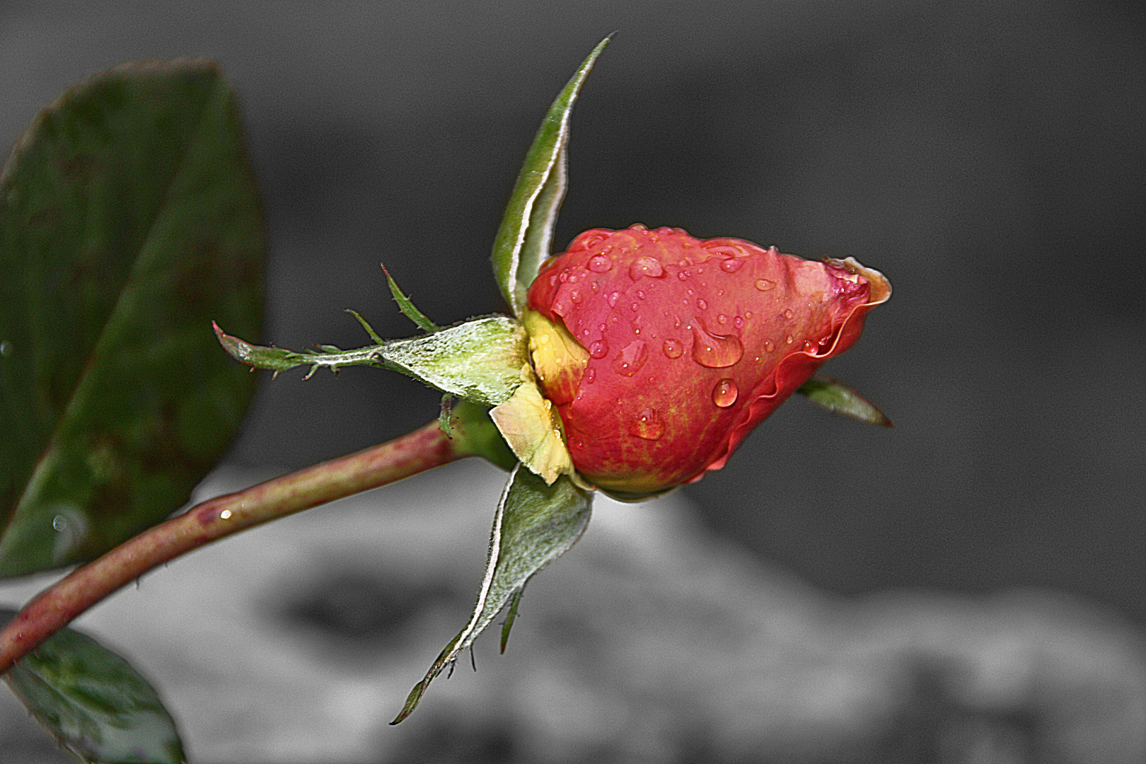 Freude ist eine Blume die auch im Winter blüht.