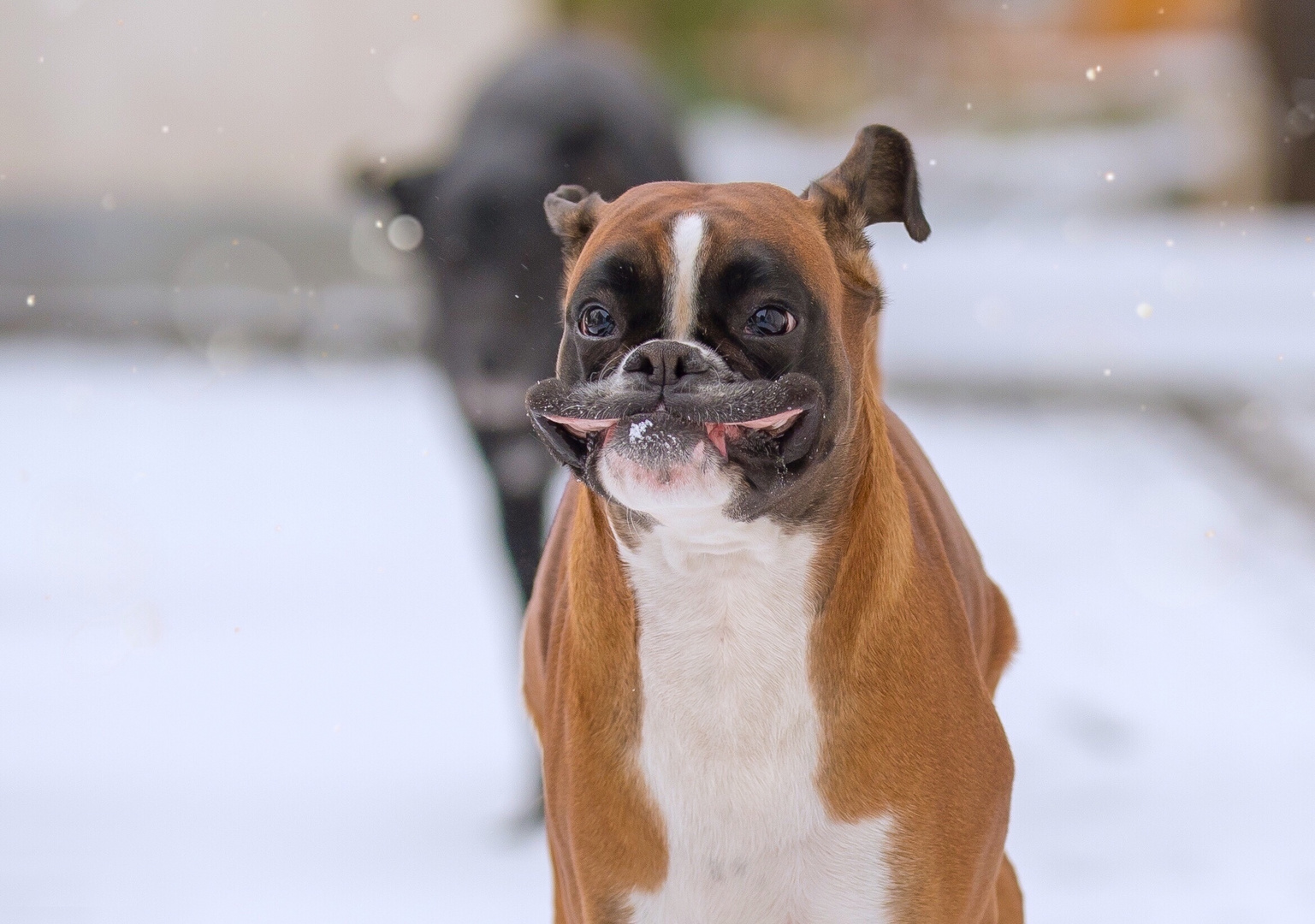 Freude über den ersten Schnee