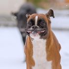 Freude über den ersten Schnee