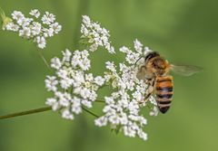 "Freude über jedes Bienchen"