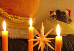 Freude zum Advent....