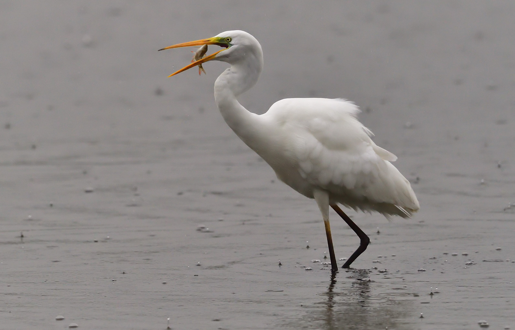 Freude,Fang im Regen