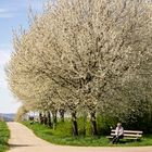 Freuden des Frühlings