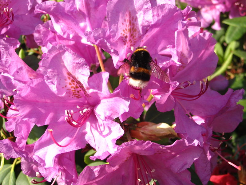 Freuden einer Hummel