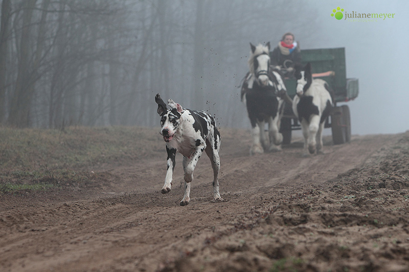 Freuden im Nebel