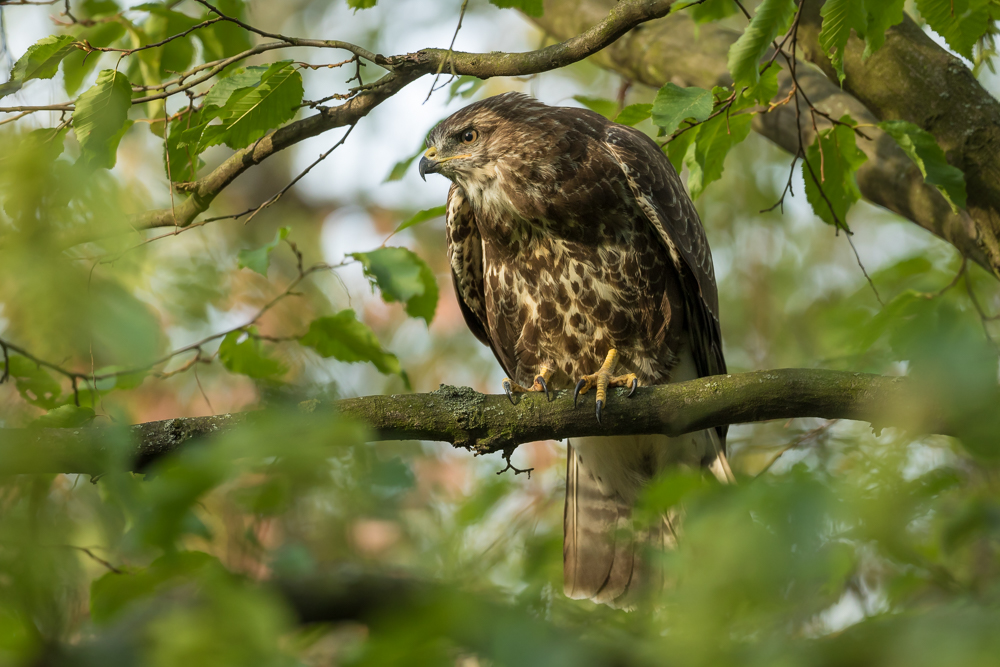 Freudenbussard