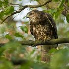 Freudenbussard