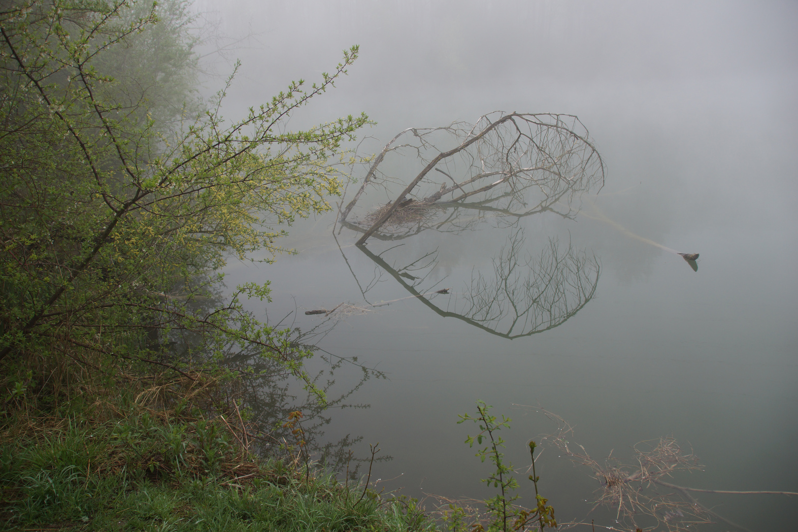 Freudenegger See im Morgennebel