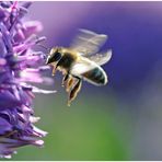 Freudentanz im Blumenbeet