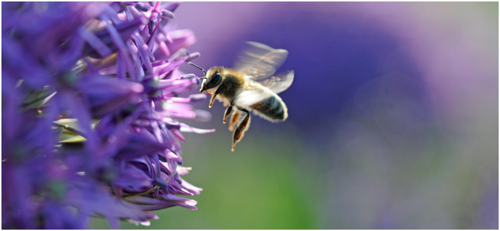 Freudentanz im Blumenbeet