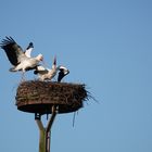 Freudentanz zum Wiedersehen