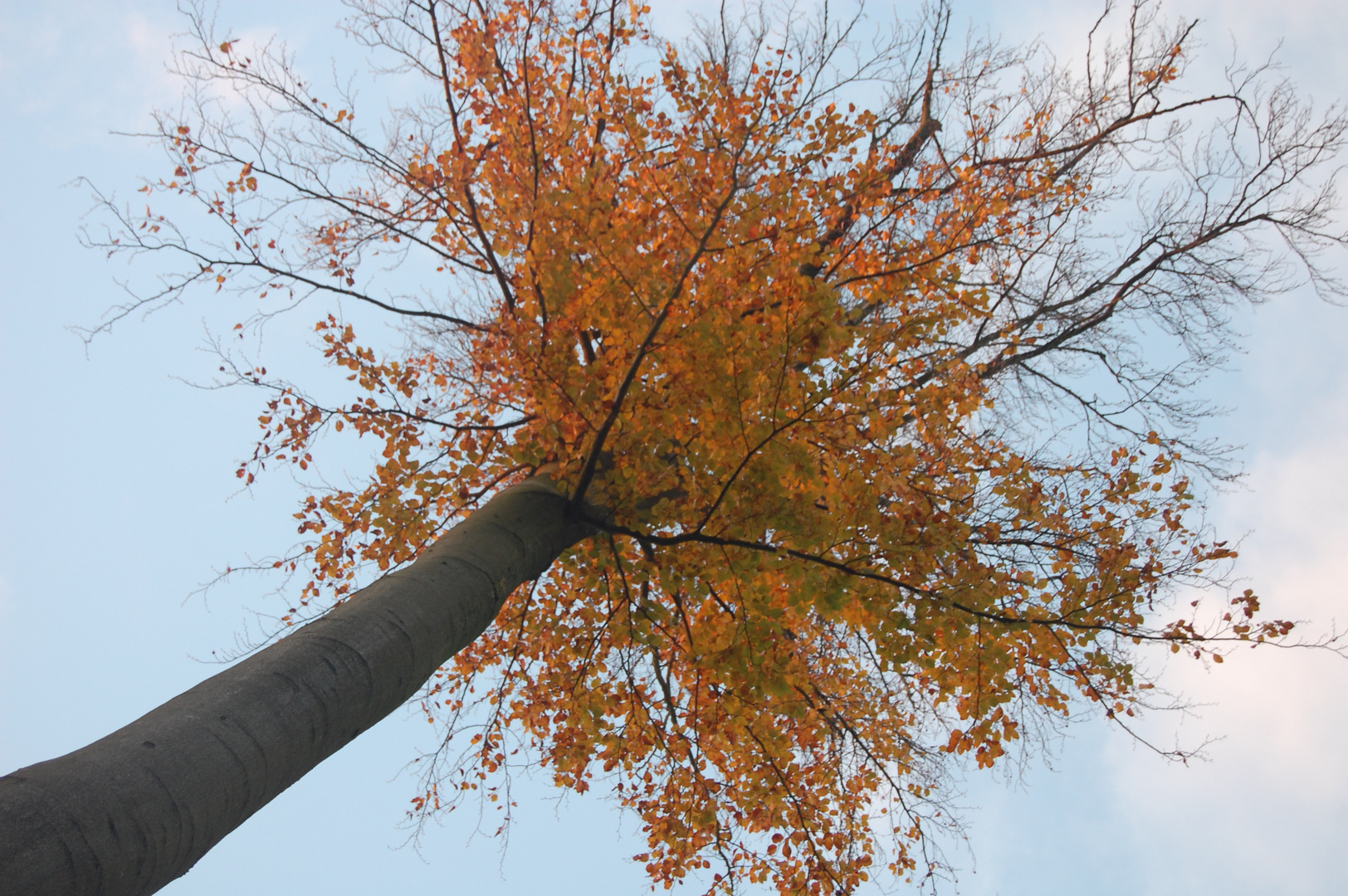 Freudentaumel im November