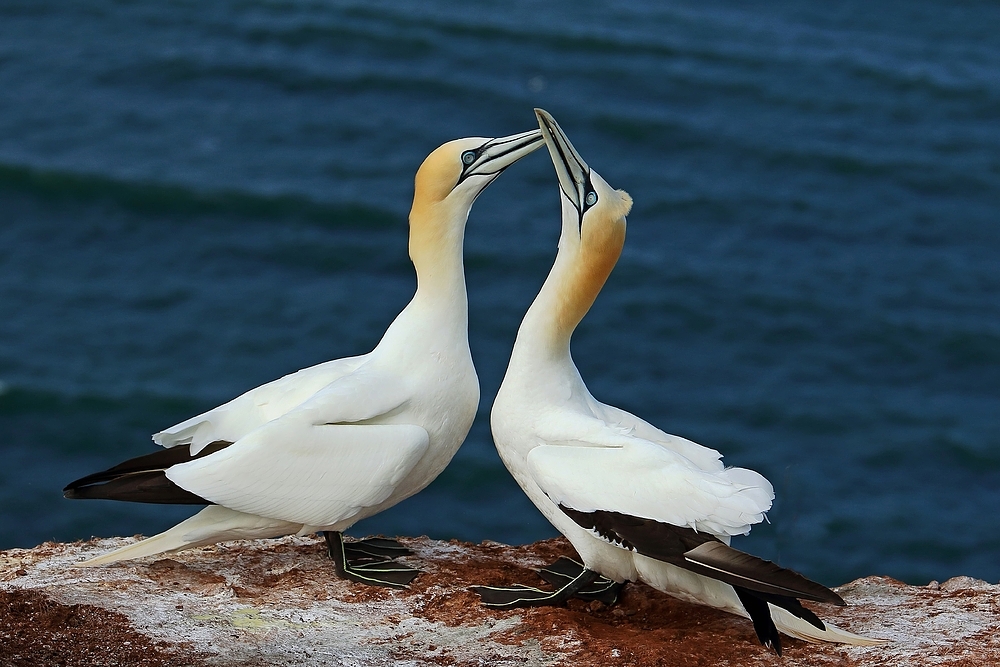 Freudige Begrüßung, Basstölpel (Morus bassanus)