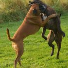 Freudige Begüssung -Chester und Ronja