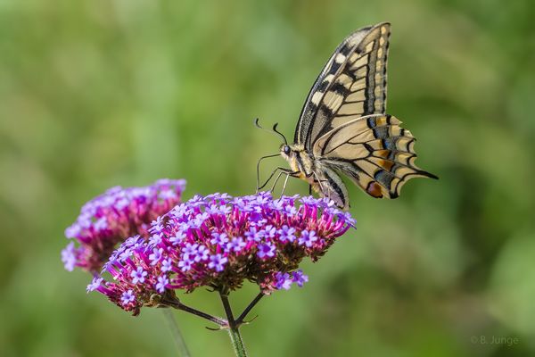 Freudige Überraschung