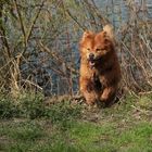 Freudiges rumtollen bei Sonnenschein