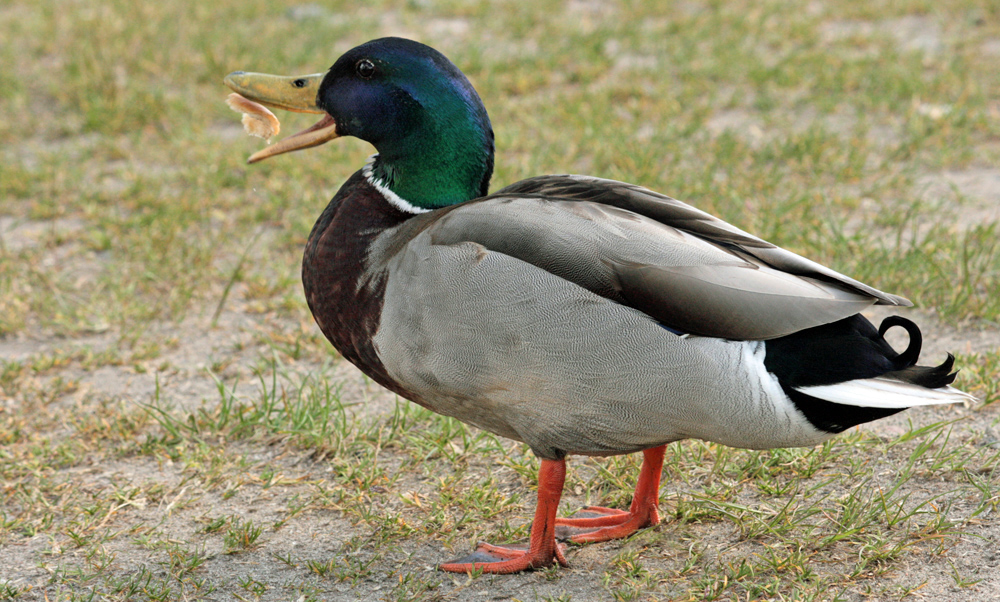 freu...ein Bröckelchen