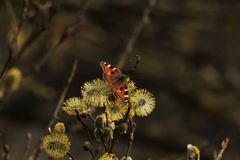 ...freuen sich auch über den Frühling