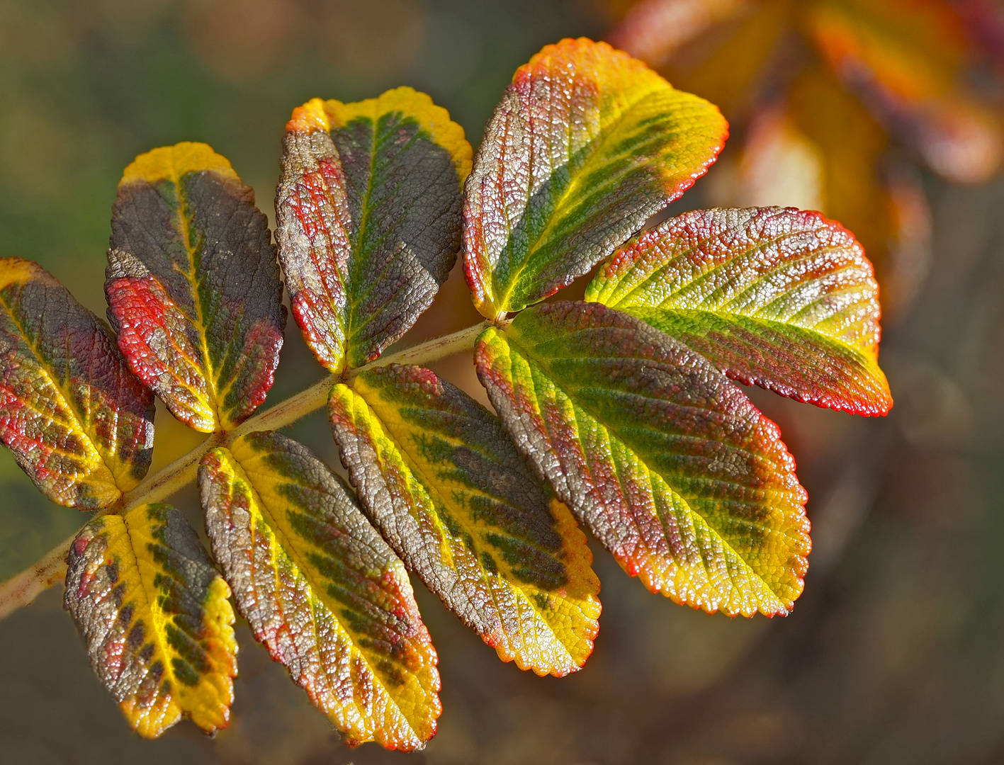 Freuen wir uns am Herbst, er kann so schön sein! - L'automne peut être si beau!