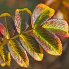 Freuen wir uns am Herbst, er kann so schön sein! - L'automne peut être si beau!