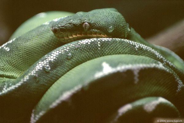 Freund in Sao Paulo, Butantao